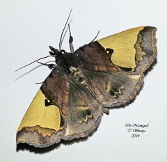 Ochrotrigona triangulifera