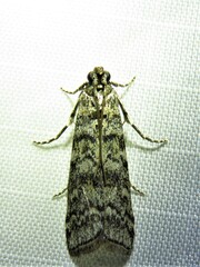Dioryctria simplicella