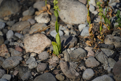 Erythranthe cardinalis