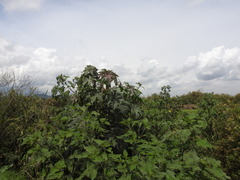 Ricinus communis