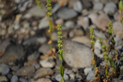 Erythranthe cardinalis