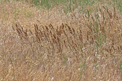 Poa bulbosa vivipara