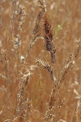 Poa bulbosa vivipara
