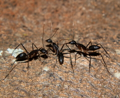 Camponotus etiolipes