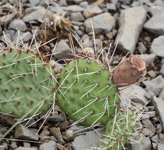 Opuntia cymochila