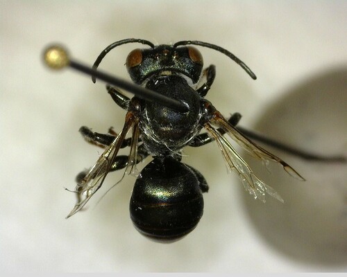 iNaturalist observation photo of Small Carpenter Bees
