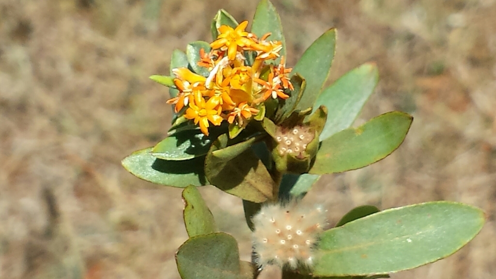 Lasiosiphon decaryi
