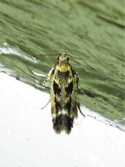 Caryocolum fischerella
