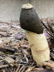 Phallus ravenelii