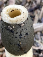 Phallus ravenelii