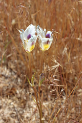 Calochortus bruneaunis