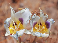 Calochortus bruneaunis