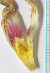 Calochortus bruneaunis