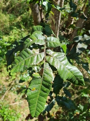 Alectryon tomentosus