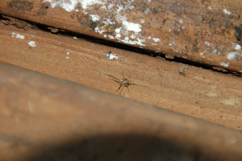 Paroligolophus agrestis photo 3