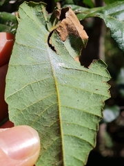 Alectryon tomentosus