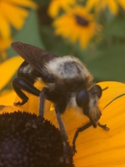 Laphria grossa
