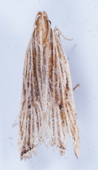 Helcystogramma hystricella