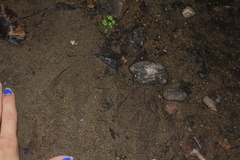 Odocoileus virginianus borealis