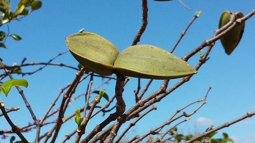 Madagascar Rubbervine