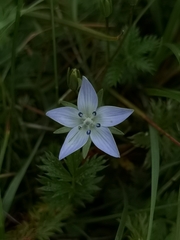Lomatogonium carinthiacum