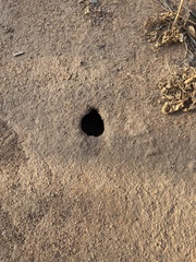 Castorimorpha