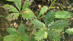 Potentilla chrysantha
