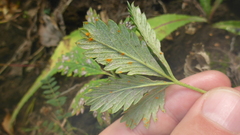 Potentilla chrysantha