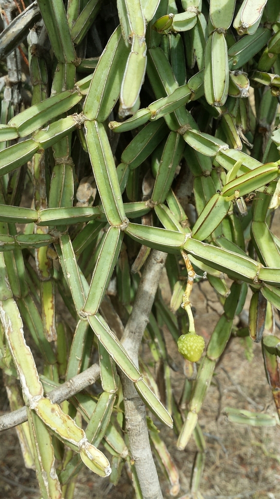 Cissus quadrangularis (Cissus quadrangularis)
