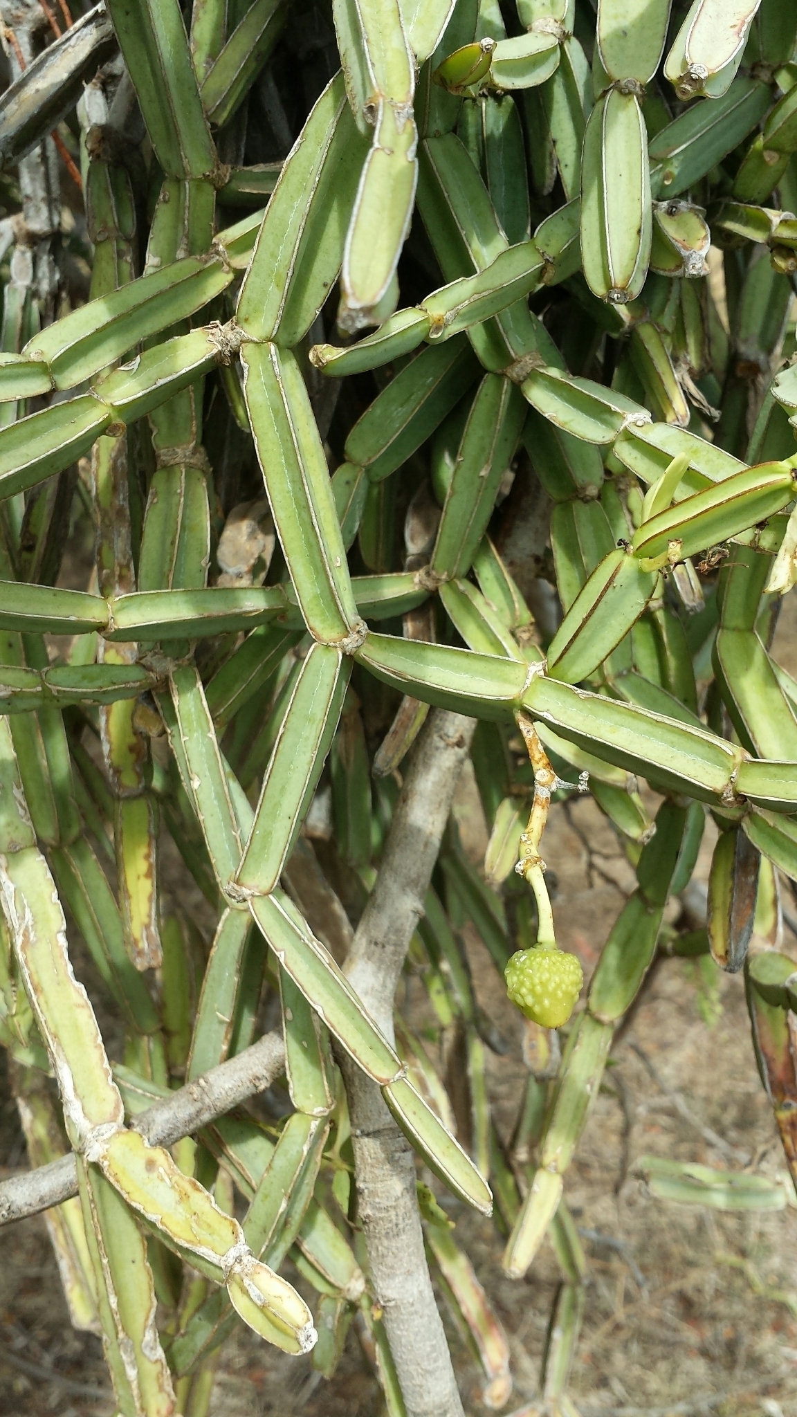Cissus quadrangularis