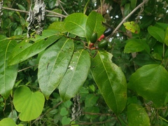 Nectandra patens
