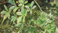 Potentilla chrysantha