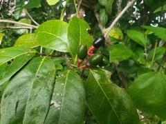 Nectandra patens