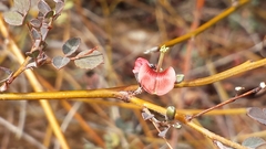 Indigofera suarezensis
