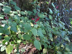 Salvia tubifera