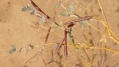 Indigofera suarezensis