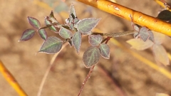 Indigofera suarezensis
