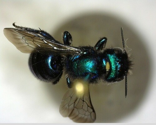 iNaturalist observation photo of Melanosmia
