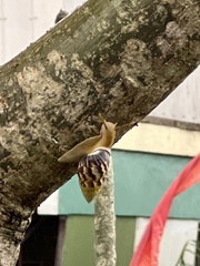 Amphidromus perversus