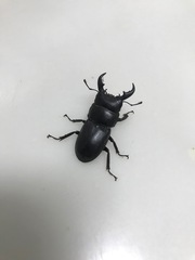 Serrognathus kyanrauensis