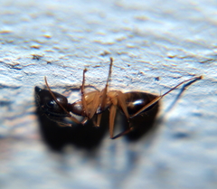 Camponotus sexpunctatus