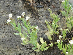 Heliotropium curassavicum