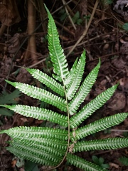 Goniopteris tetragona