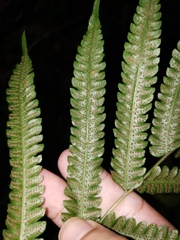 Goniopteris tetragona