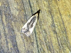 Dichomeris inserrata
