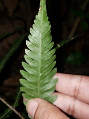 Goniopteris tetragona