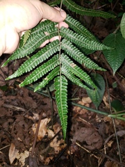 Goniopteris tetragona