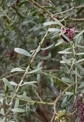 Bursaria spinosa