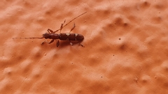 Neocompsa alacris