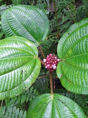 Miconia platyphylla
